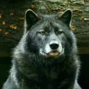 @wolfcrazy45