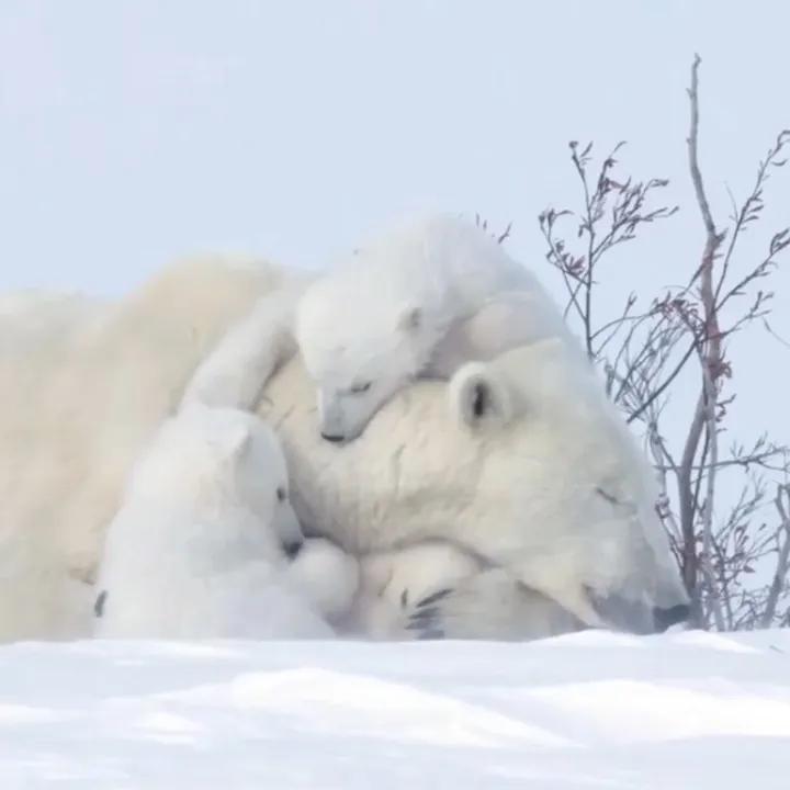 save_the_earth1