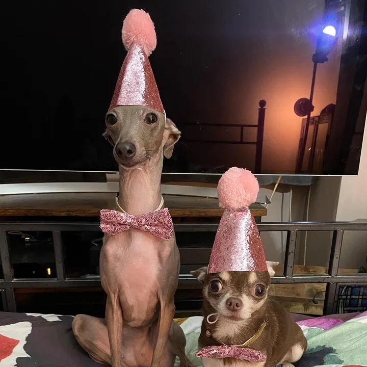iggy_n_chi