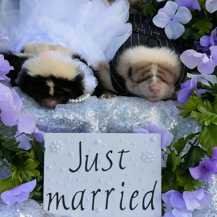 @petskunkadvo