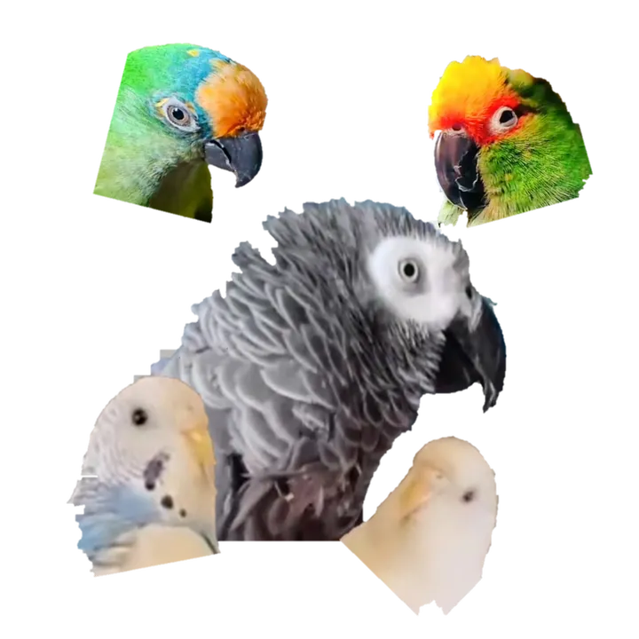 @qbertbird