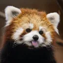 @littlepanda6487
