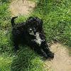 buddycockerpoo
