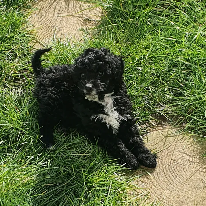 @buddycockerpoo