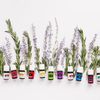 aceites_que_mejorantuvid