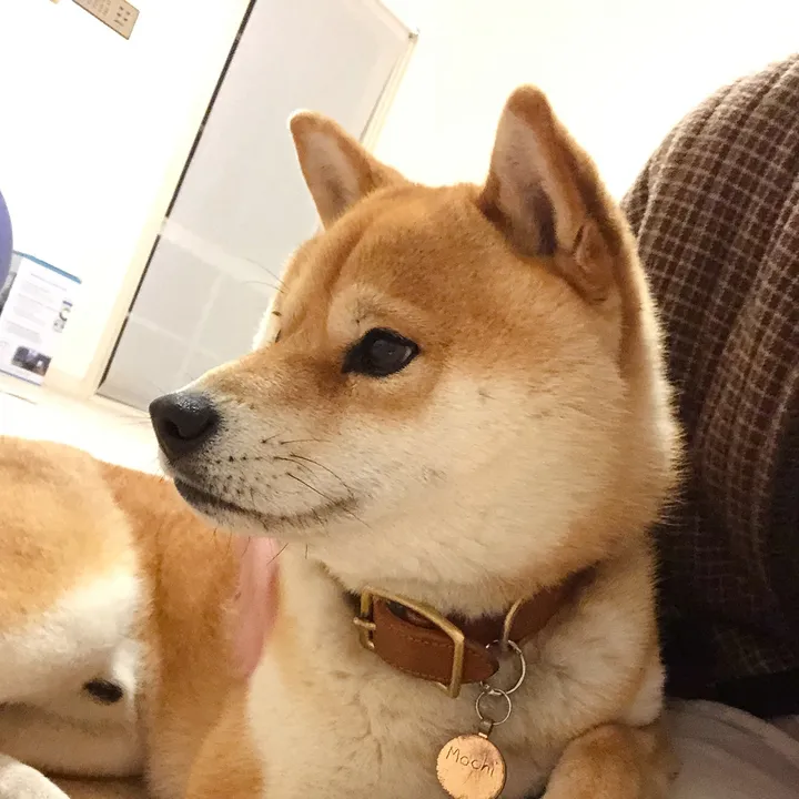 @mochi_shogun