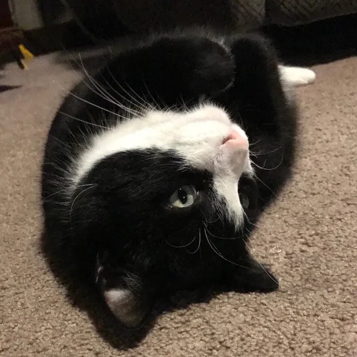 @_felixthetuxedo_