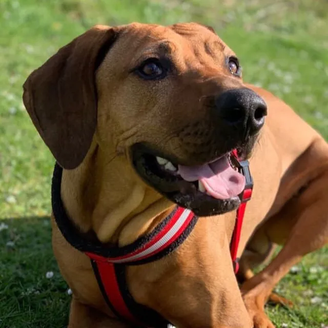 brady.the.ridgeback