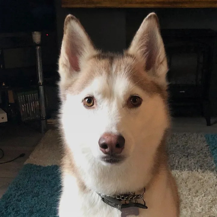 @poppythesiberian