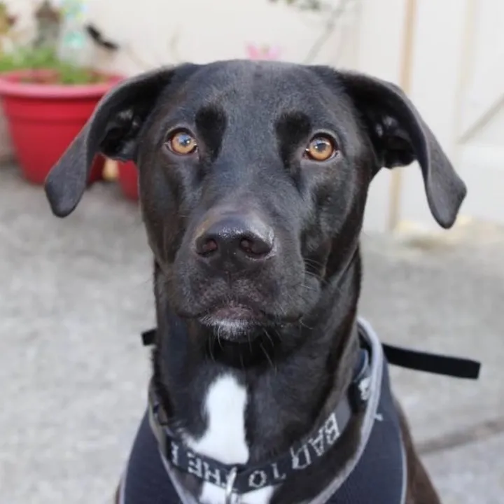 @maxthepupofficial