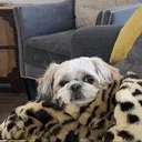@chloe...puppy