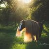 starfiregypsy