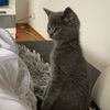 catmailo
