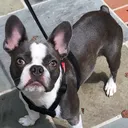 @hugo_the_frenchton