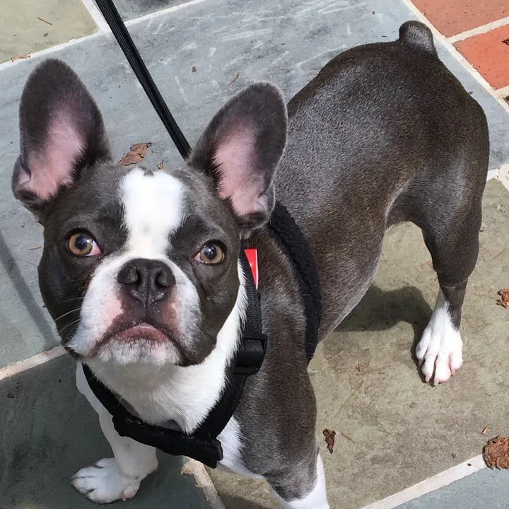 @hugo_the_frenchton
