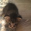 pretty_pets2295