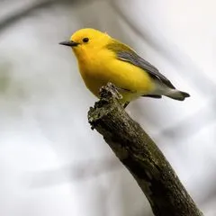 germantownbirdlover