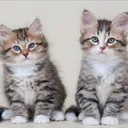 @hannahcatz123