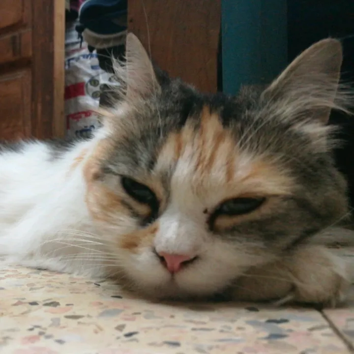 fofakittens