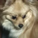 @wendyisadog