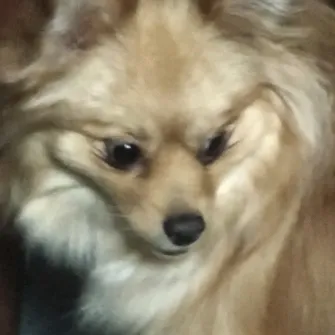 @wendyisadog