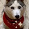 huskymuskyshow