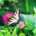 @thehealingbutterfly