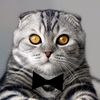 catsting
