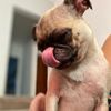 pug_kinder