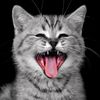 kittenkat79