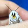 doctorbugz