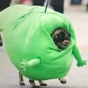 @swagfatrat