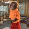 chimpguy