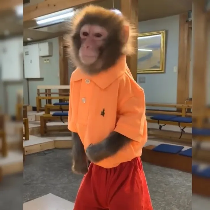 chimpguy