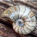 @yorkshire.fossils