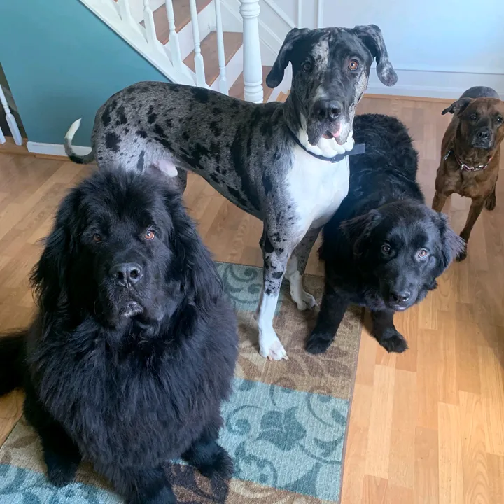 dogmomof4