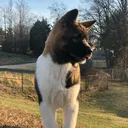 @babyakita