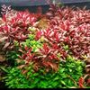 acquarigiapponesizen