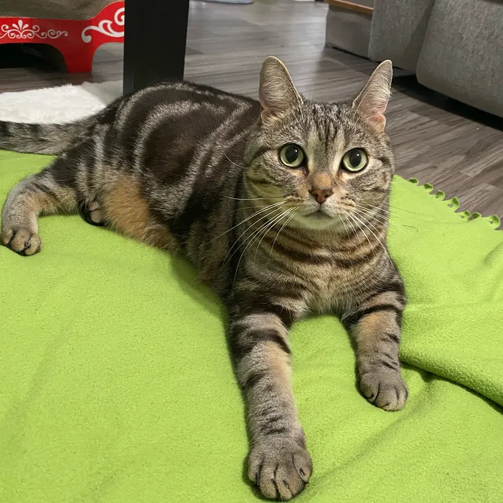 @tabi_silvertabby
