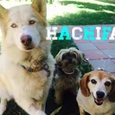 @hachithewolf