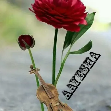 @ayeshagafur