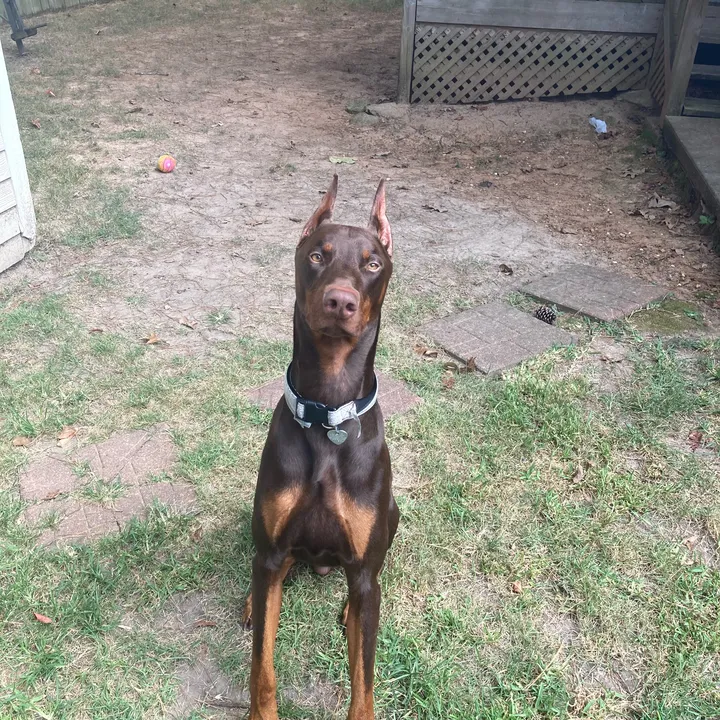 @max_.dadog