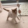 cute_meowko