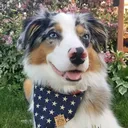 @jett.the.aussie