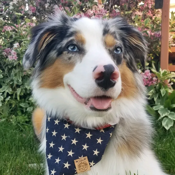 @jett.the.aussie