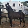 gsdhillon123