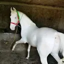 @muradgujjar5