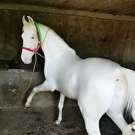 @muradgujjar5