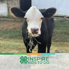 @sara_and_the_show_cattle