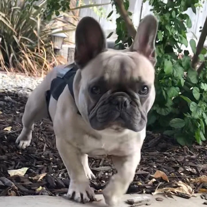 frenchie_reserve